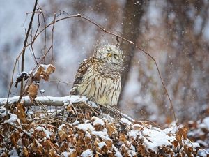 A barred owl shaking snow off of its head. 