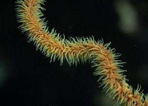 Close-up image of beige, yellow, and orange strands of wire coral against a dark background.