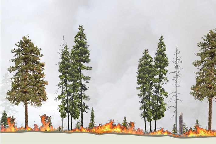 A low intensity fire moves along the ground beneath tall evergreen trees.