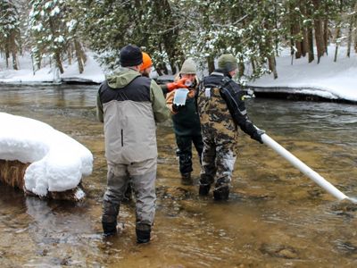 Three individuals in waders are standing in a snowy river, holding a PVC pipe to deliver eggs to the river bottom.