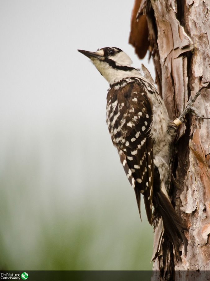 A woodpecker perched on the trunk of a longleaf pine