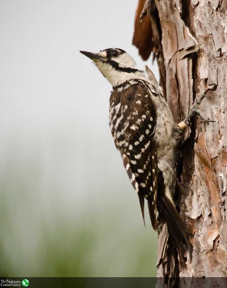 A woodpecker perched on the trunk of a longleaf pine