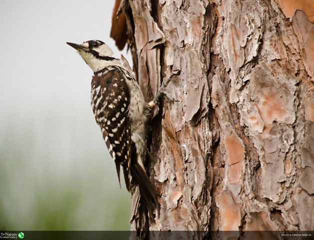 A woodpecker perches on the side of a pine tree.