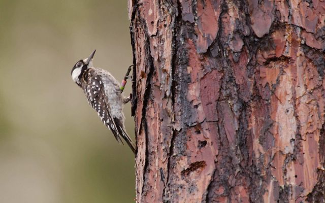 A black and white bird examines a hole in the trunk of a tree.