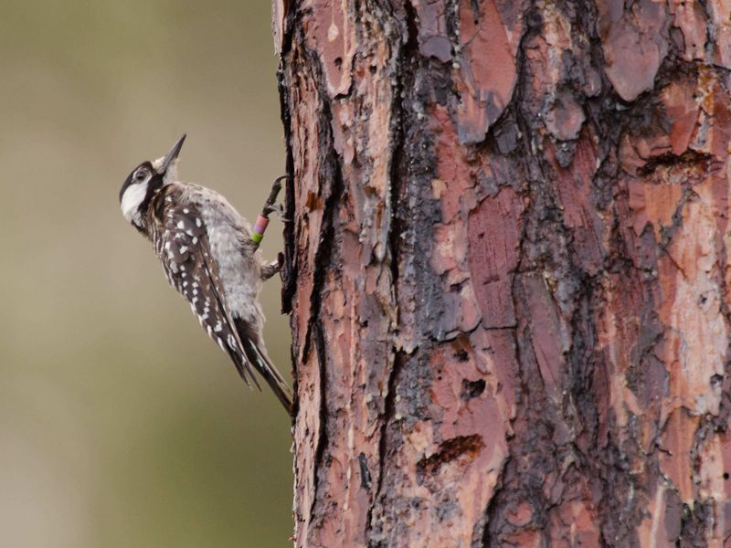 A black and white bird examines a hole in the trunk of a tree.