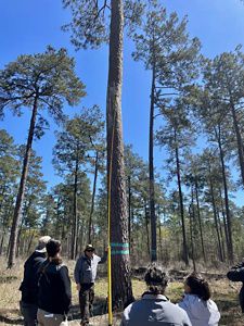 A group of people gather around a tall tree under a blue sky.