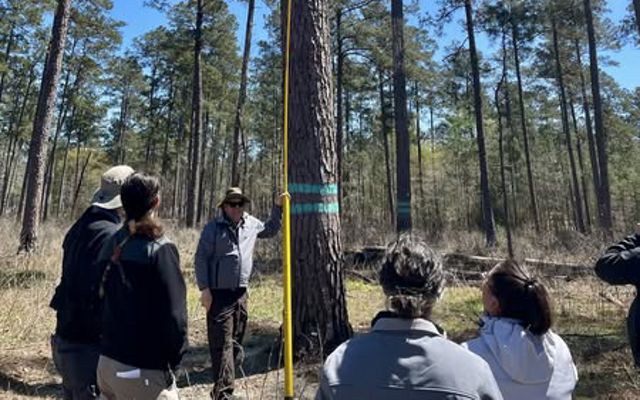 A group of people gather around a tall tree under a blue sky.