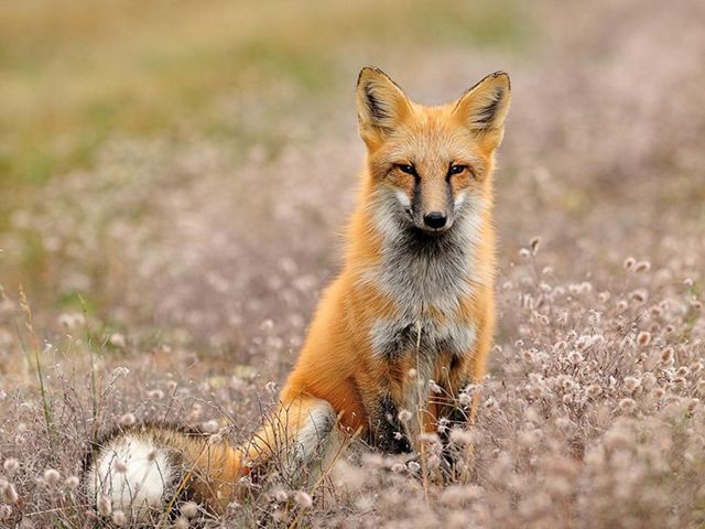 A red fox sits in a field