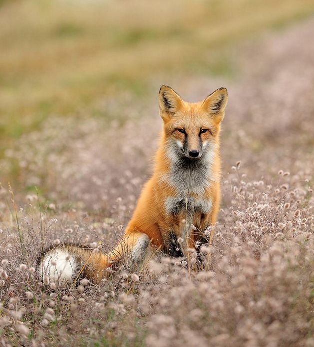 A red fox sits in a grassy meadow.