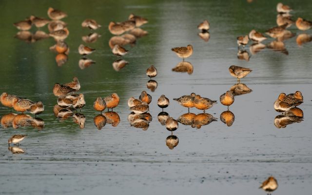 Several small red-and-brown birds sit in a shallow body of water. 