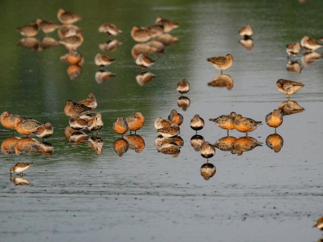 Several small red-and-brown birds sit in a shallow body of water.