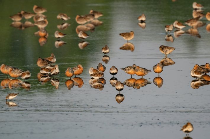 A group of brown birds stand in a shallow body of water creating reflections.