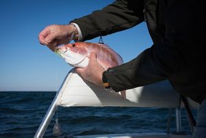 red snapper in hand