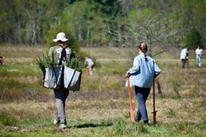 Two people walking on a path and carrying red spruce saplings.