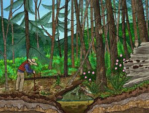 illustration depicting different states of red spruce forest growth.