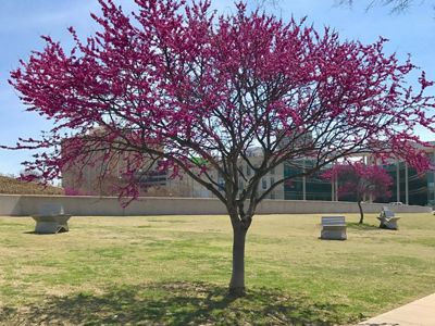 Oklahoma's state tree, the Eastern Redbud, Cercis canadensis.