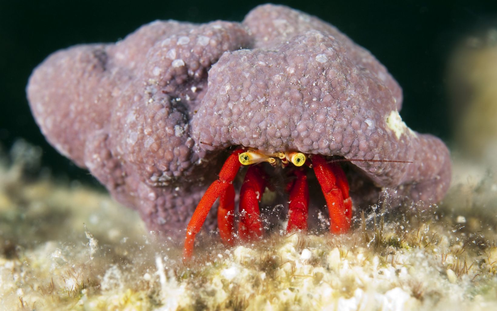 A red reef hermit crab photographed underwater at the Exuma Cays Land and Sea Park, Bahamas.