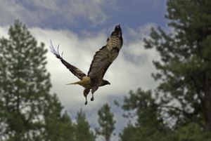 Red-tailed hawk flying.