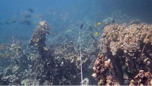 Clear waters and fish surround an underwater reef.