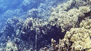 Clear waters surround an underwater reef.