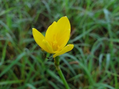 A small yellow flower with five oval shaped petals in a field of green grass.