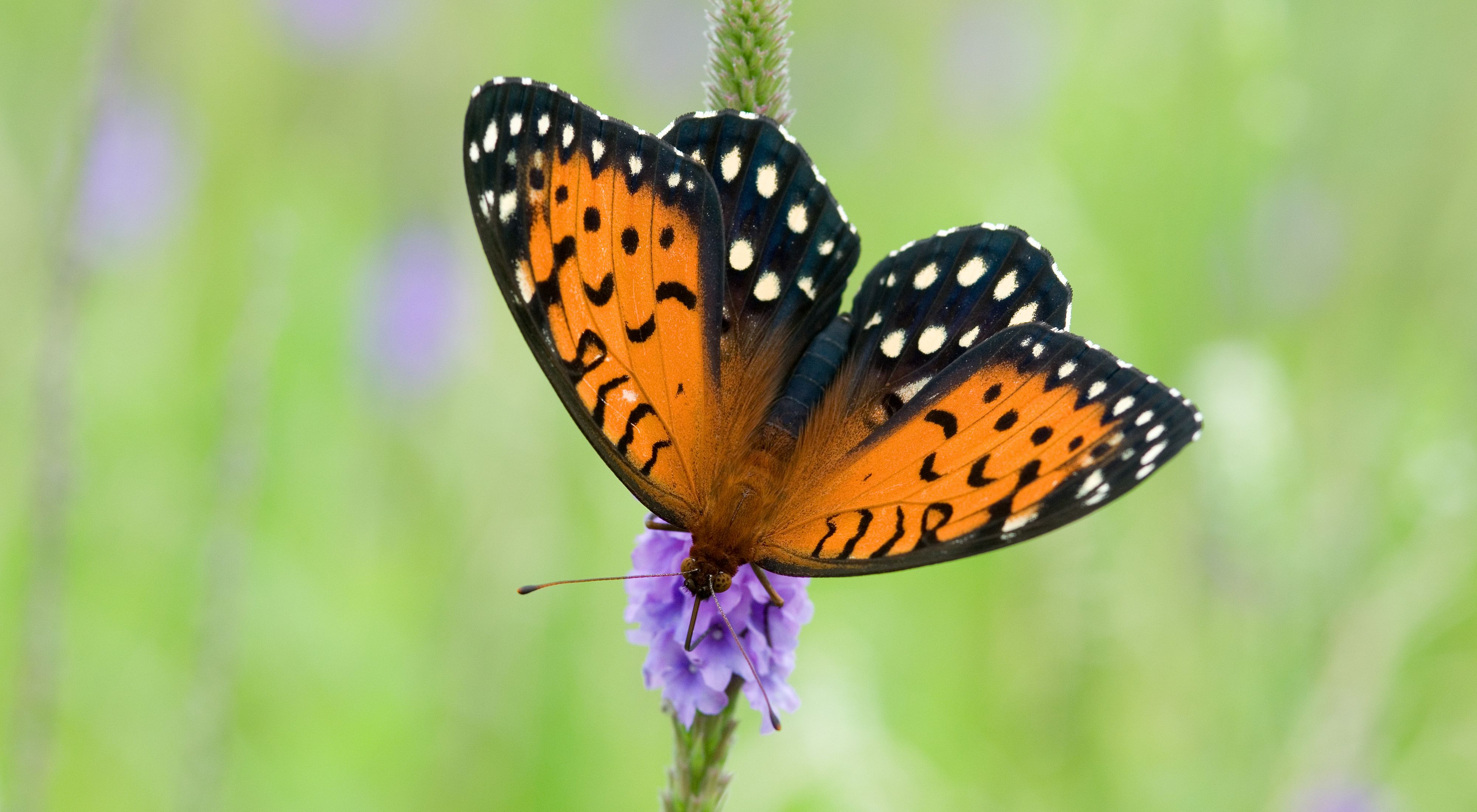 Orange and black butterfly with white spots on a purple flowering stalk.