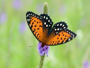 Orange and black butterfly with white spots on a purple flowering stalk.