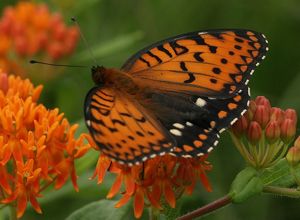 A vibrant orange Regal Fritillary butterfly perched on a flower.