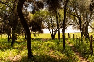 Regenerative ranching has positive impacts on soil and on the landscape.