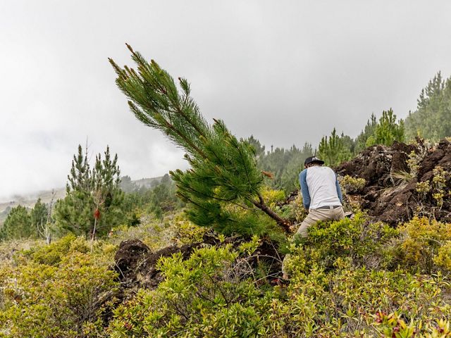 A person cuts down an invasive pine tree in a landscape full of pines.