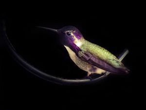 Closeup of a purple and green hummingbird with a black background.