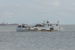 A boat filled with oyster shells cruises along in the ocean.