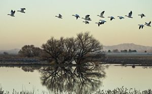 View of a tree, reflecting on a still body of water with large birds flying above.
