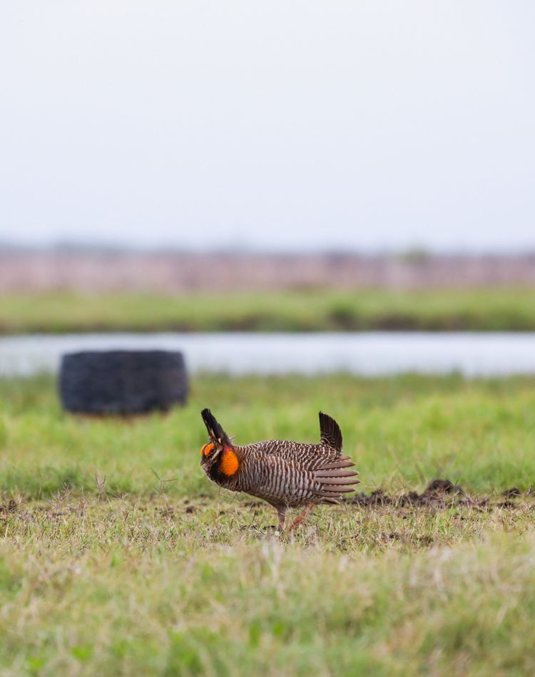 A bird with an orange head and brown feathers.