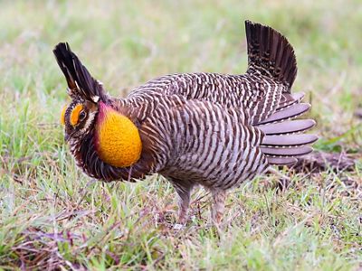 A bird with an orange face and air sac with brown and white mottled feathers.