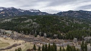 Landscape of a hill covered in pine trees on an overcast day.