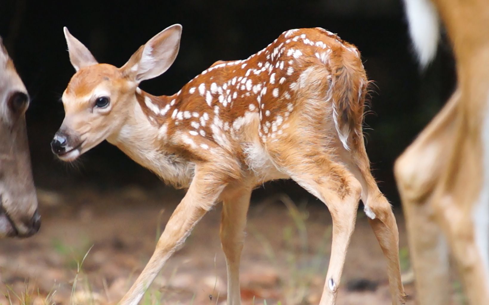 Young white-dotted brown fawn takes awkward steps while its mother stands close by.