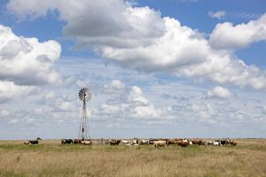 A herd of cattle of all different colors munch on browning prairie grass as a windmill turns against a blue sky dotted with cotton-like clouds.