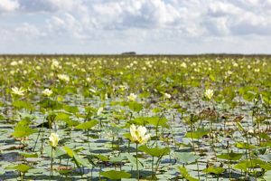 Bright green lily pads with lengthy yellow flowers float in tranquil, dark waters.