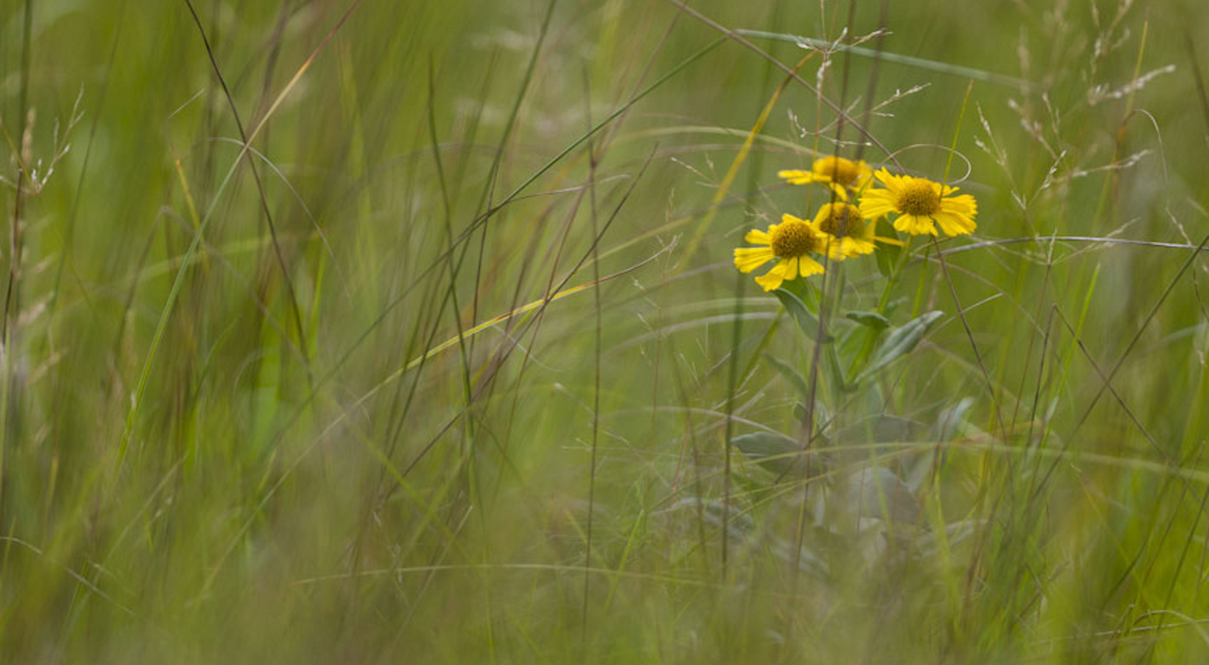 Native grasses and flowering plants in a golden prairie.