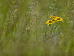yellow prairie flowers.