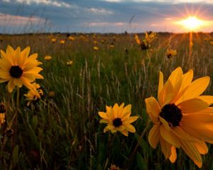 Closeup of large flowers with dark centers and long yellow petals in a field of tall grasses as the sun sets in the distance.