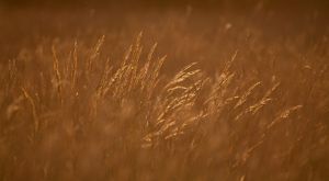 Native grasses at Bluestem Prairie