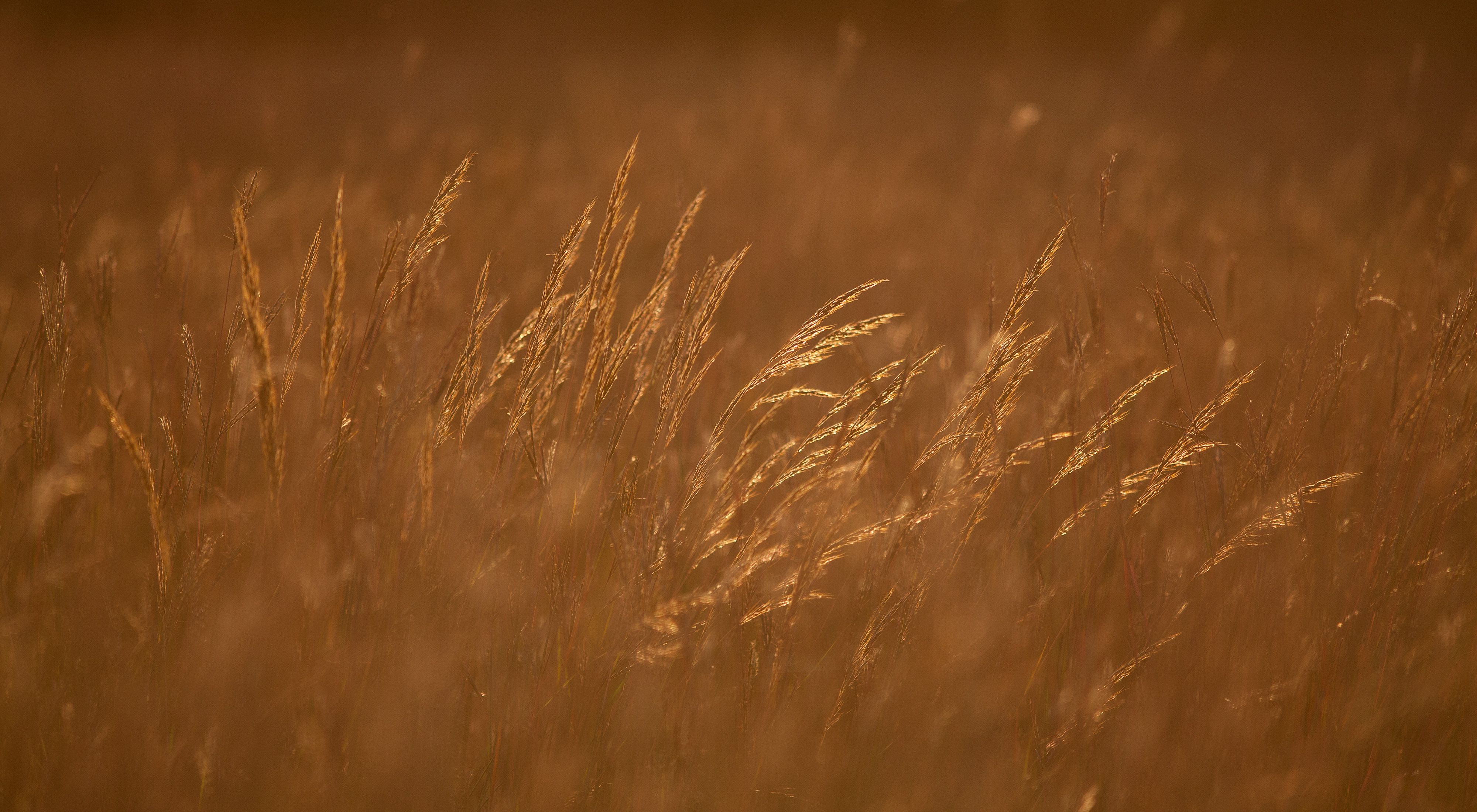 Native grasses at Bluestem Prairie