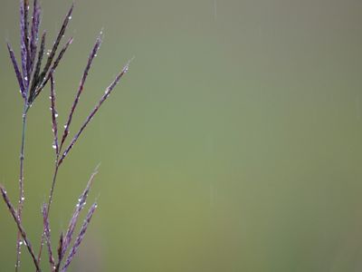A muted background brings attention to a close-up of a fragile purple plant covered in dew.
