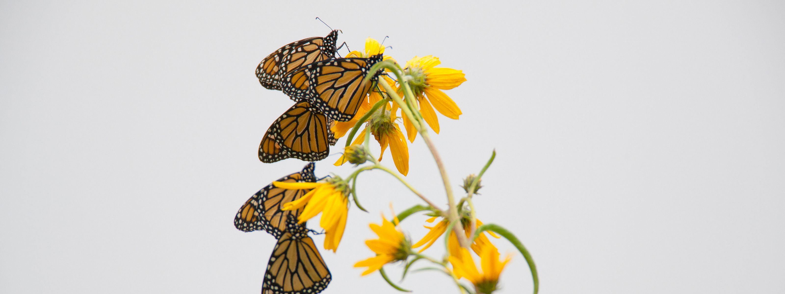 Three monarch butterflies hanging on a yellow wildflower.