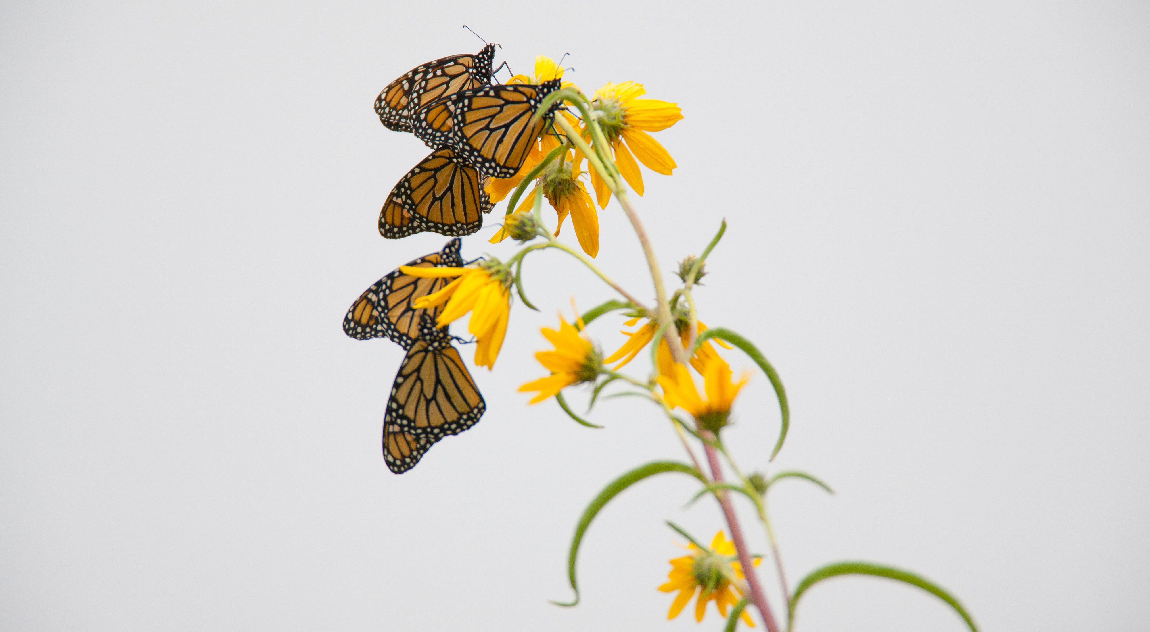 Monarch butterflies gather on yellow flowers.