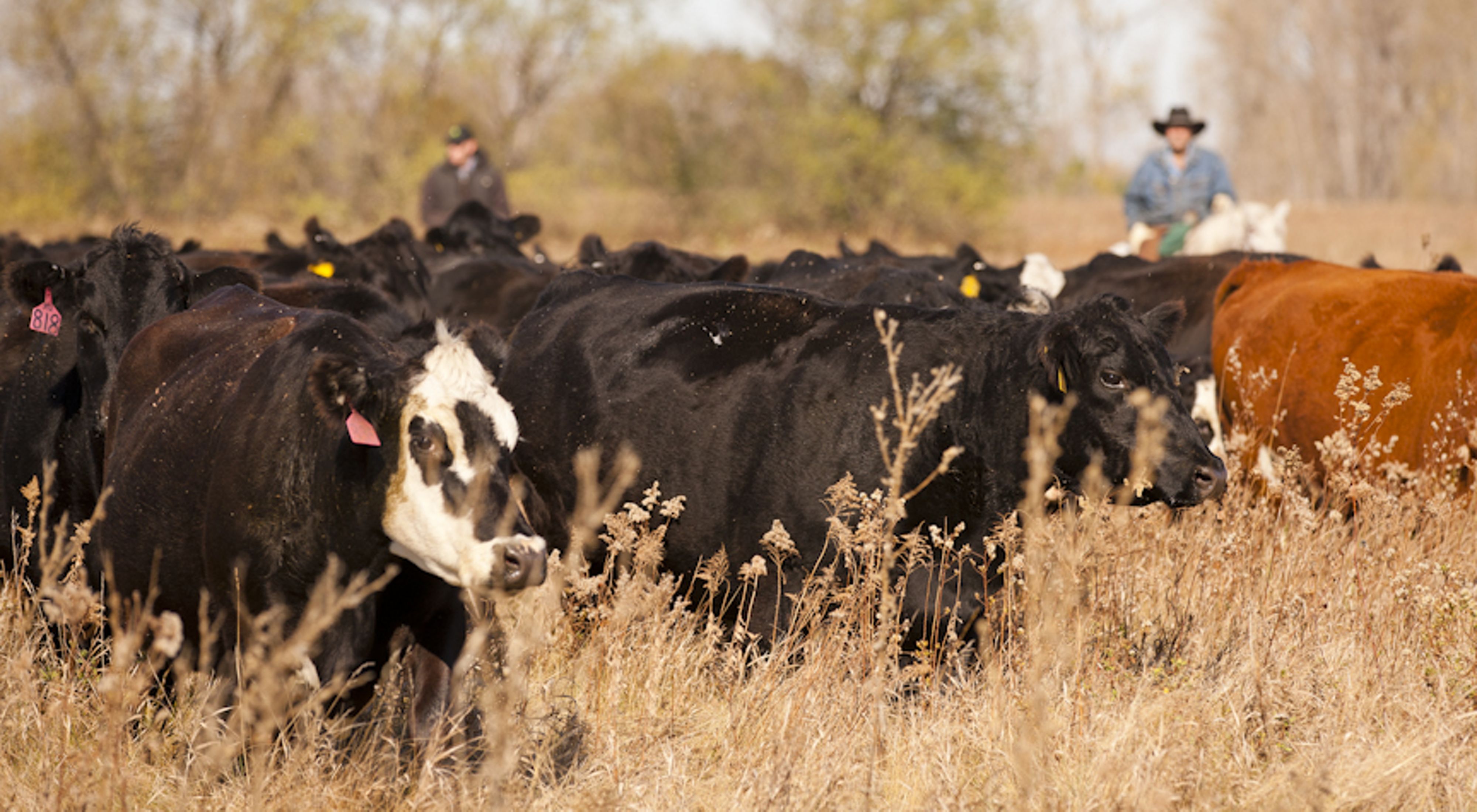 Cattle grazing on native prairie.