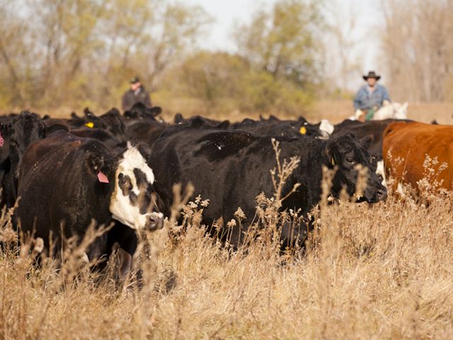 Grazing cattle in a grassland.
