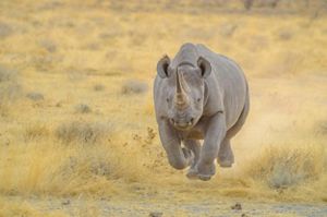 Rhino running through grass.